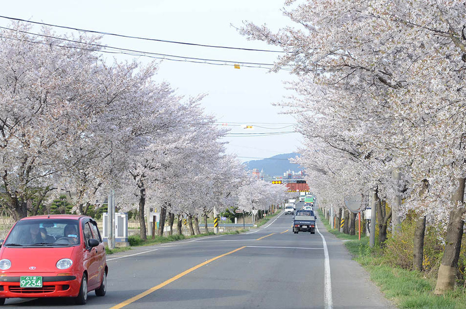 慶州　桜